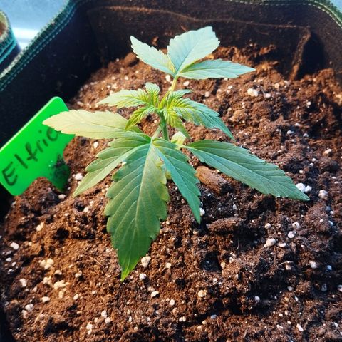 Elfriede growlog timeline photo