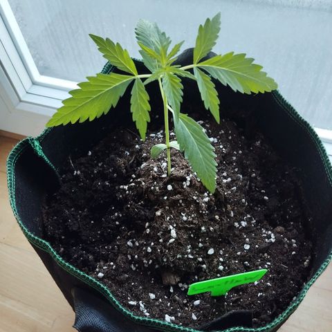 Waltraud growlog timeline photo