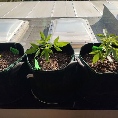 Elfriede growlog photo: Alle gedeihen gut. Elfriede am schönsten, waltraud am höchsten