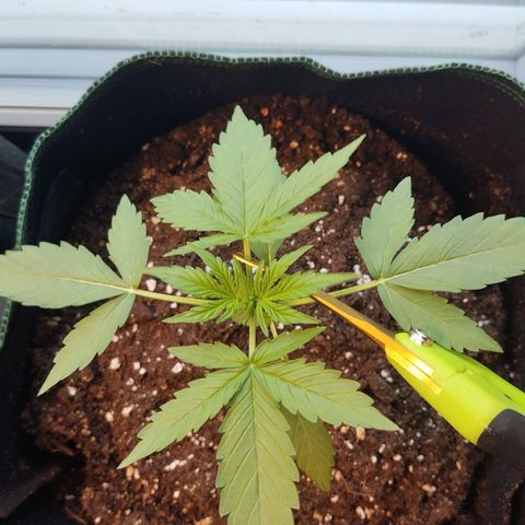 Erika 2 growlog photo: Beschnitt zwecks Andenken 