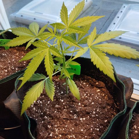 Wilma growlog timeline photo