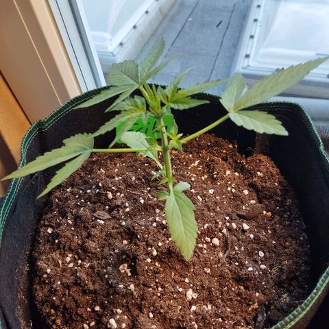 Erika 2 growlog timeline photo