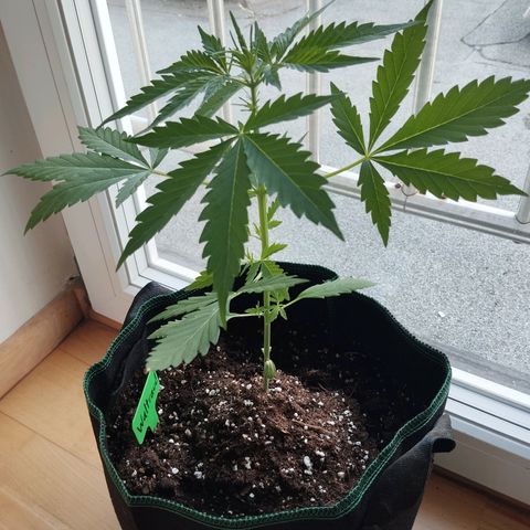 Waltraud growlog timeline photo