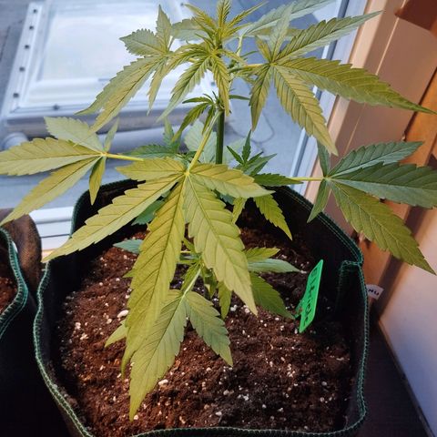 Elfriede growlog timeline photo