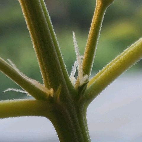 Elfriede growlog timeline photo