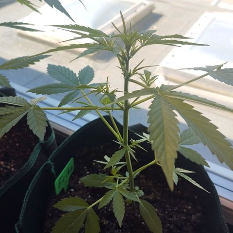 Erika 2 growlog timeline photo