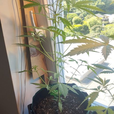 Elfriede growlog timeline photo