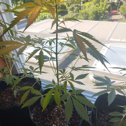 Waltraud growlog timeline photo