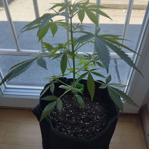 Wilma growlog timeline photo