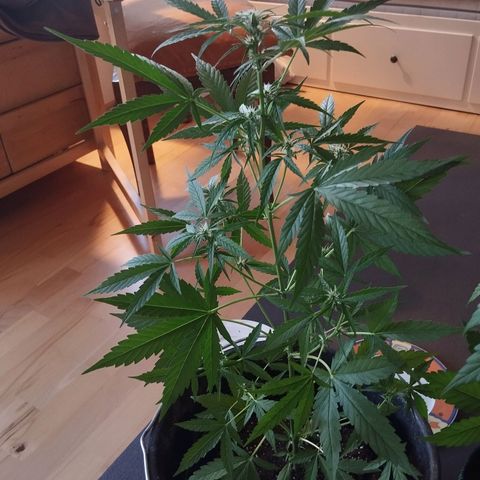 Elfriede growlog timeline photo