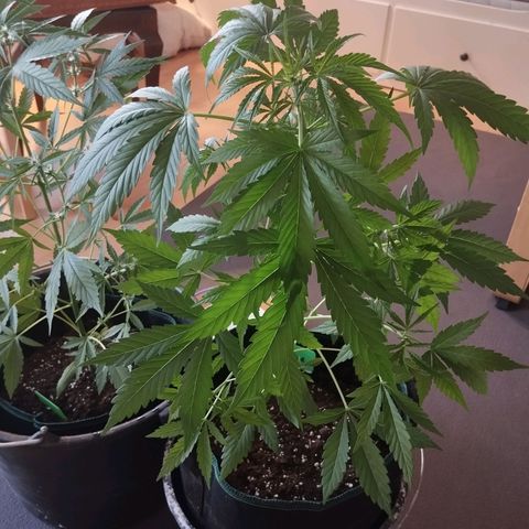 Wilma growlog timeline photo
