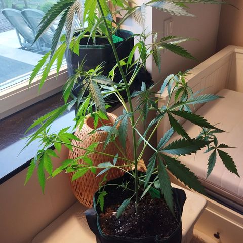 Waltraud growlog timeline photo