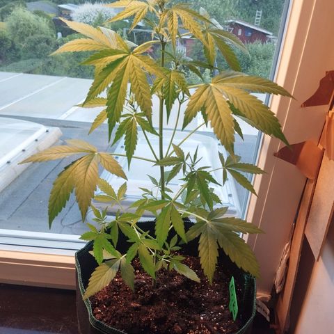 Erika 2 growlog timeline photo