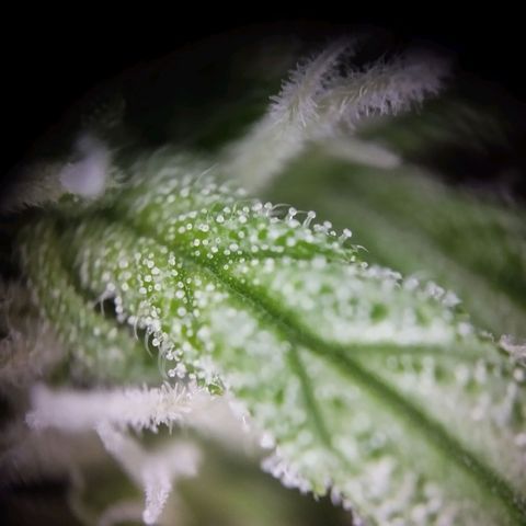 Elfriede growlog photo: Trichome gut sichtbar.