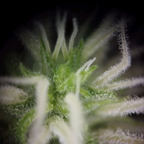 Elfriede growlog photo: Trichome gut sichtbar.