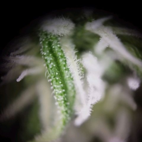Elfriede growlog photo: Trichome gut sichtbar.