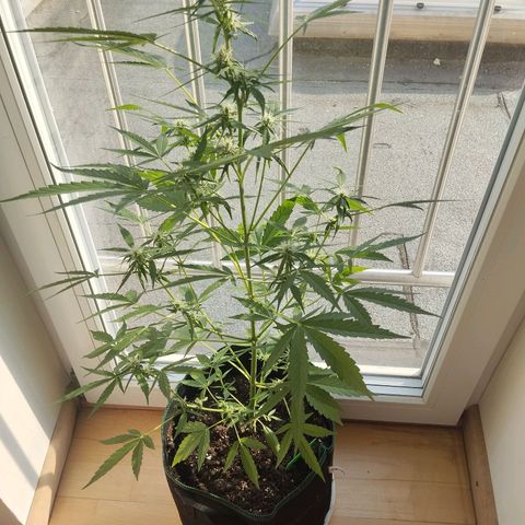 Elfriede growlog timeline photo