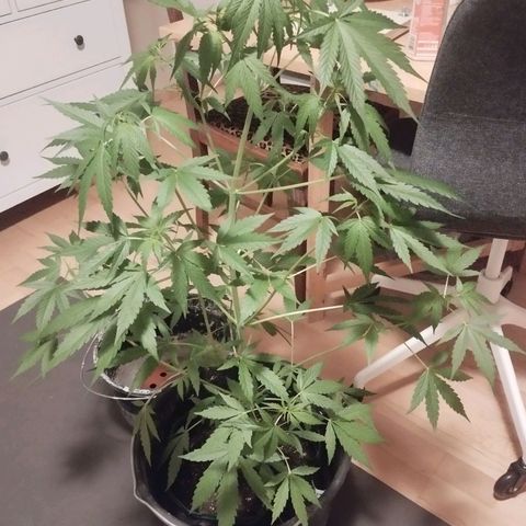 Wilma growlog timeline photo