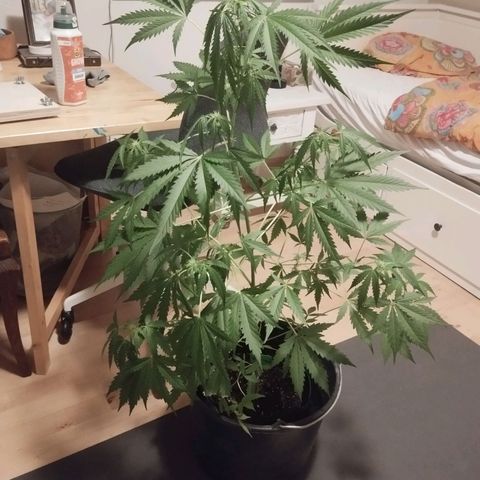 Waltraud growlog timeline photo