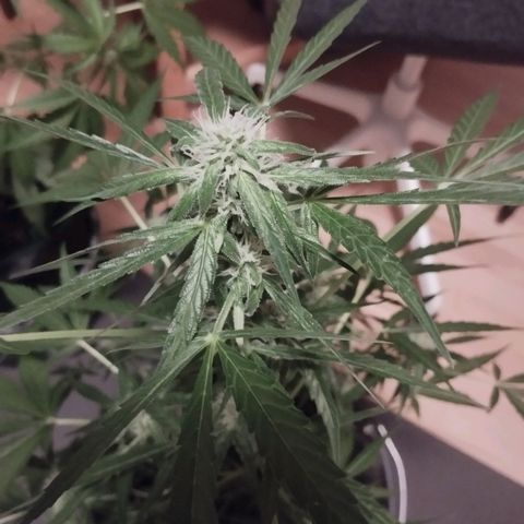 Elfriede growlog timeline photo