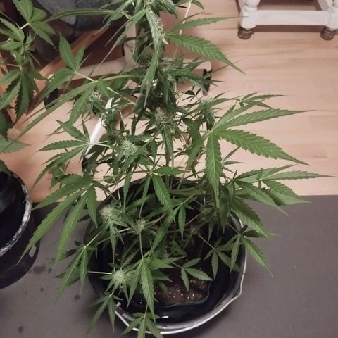 Elfriede growlog timeline photo