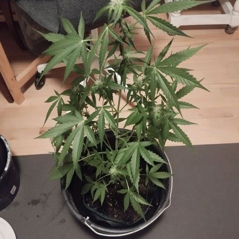 Erika 2 growlog timeline photo