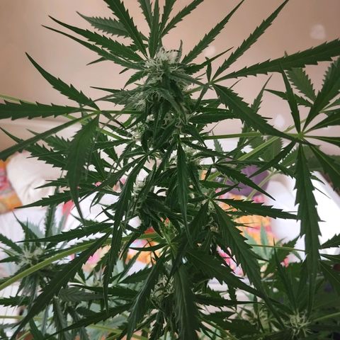 Wilma growlog timeline photo