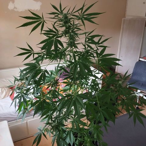 Wilma growlog timeline photo