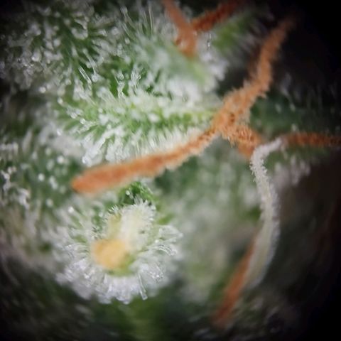 Elfriede growlog timeline photo