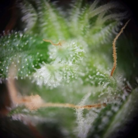 Elfriede growlog timeline photo