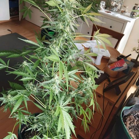 Elfriede growlog timeline photo