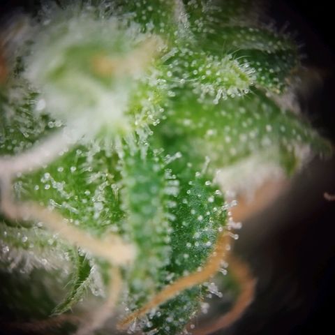 Elfriede growlog timeline photo