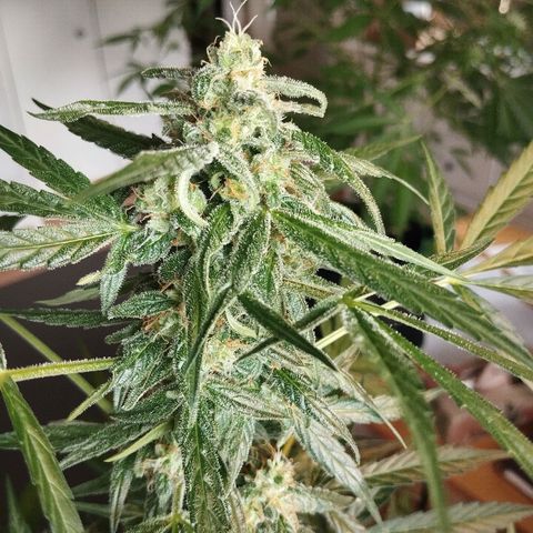 Elfriede growlog timeline photo