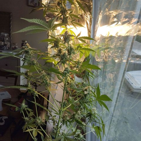 Erika 2 growlog timeline photo
