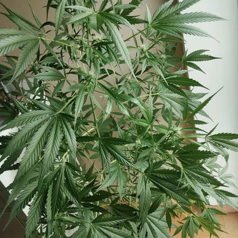 Wilma growlog timeline photo