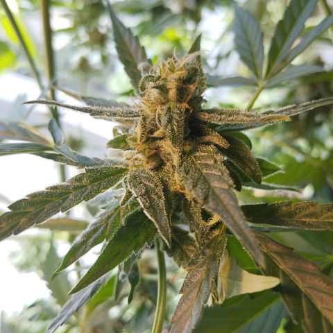 Elfriede growlog timeline photo