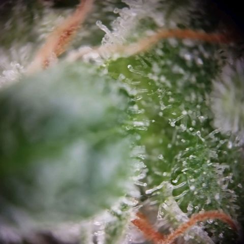 Elfriede growlog timeline photo