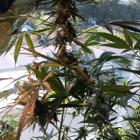 Elfriede growlog timeline photo