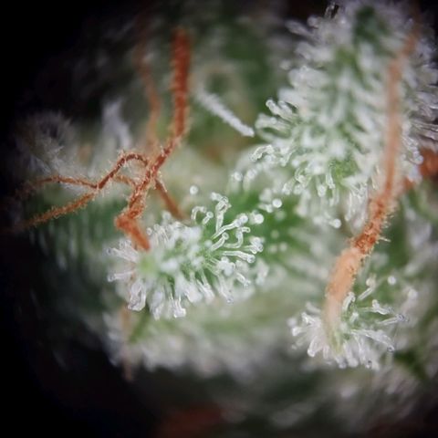 Elfriede growlog timeline photo