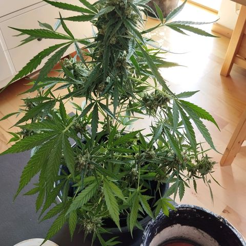 Elfriede growlog timeline photo