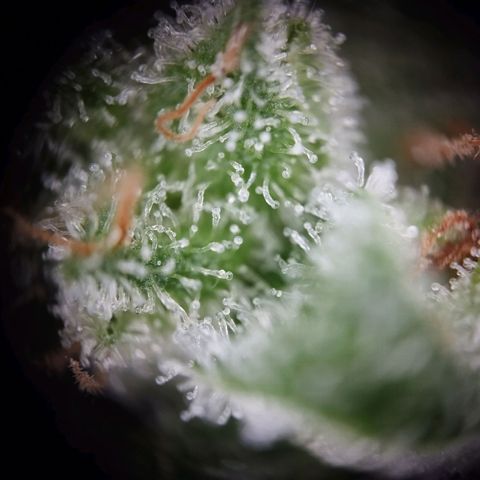 Elfriede growlog timeline photo