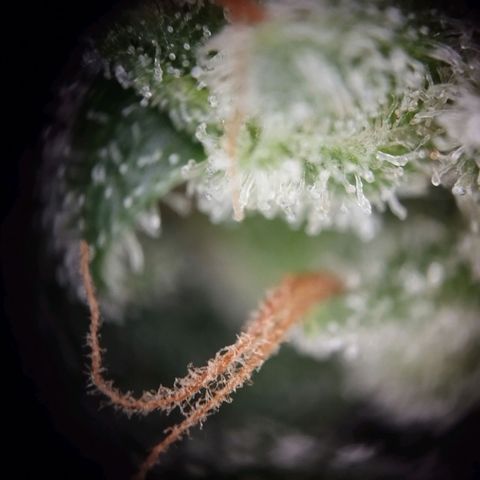 Elfriede growlog timeline photo
