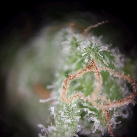 Elfriede growlog timeline photo