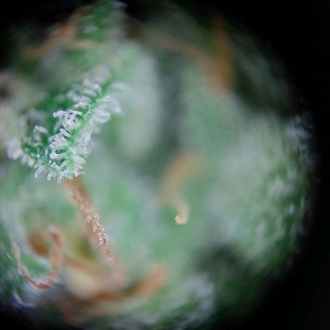 Elfriede growlog photo: Chop chop!