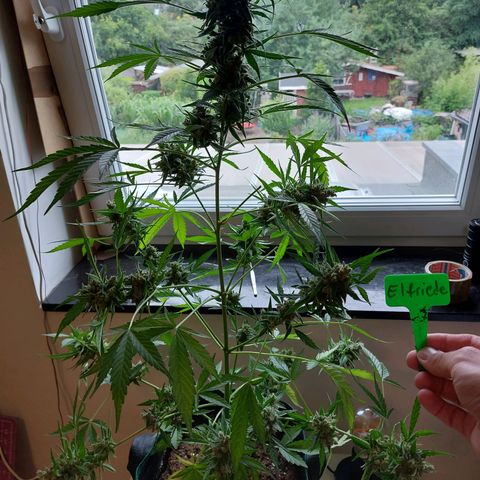 Elfriede growlog photo: Chop chop!