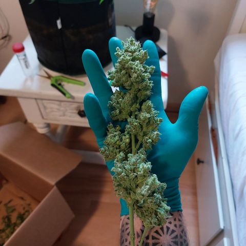Elfriede growlog photo: Chop chop!