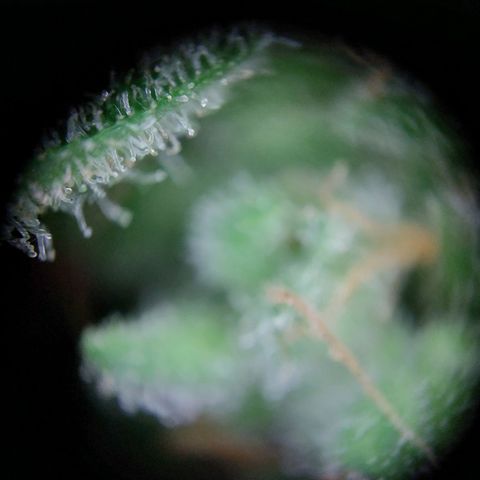 Elfriede growlog photo: Chop chop!