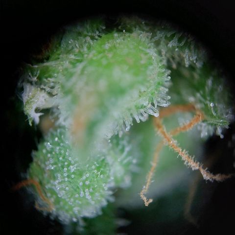 Elfriede growlog photo: Chop chop!