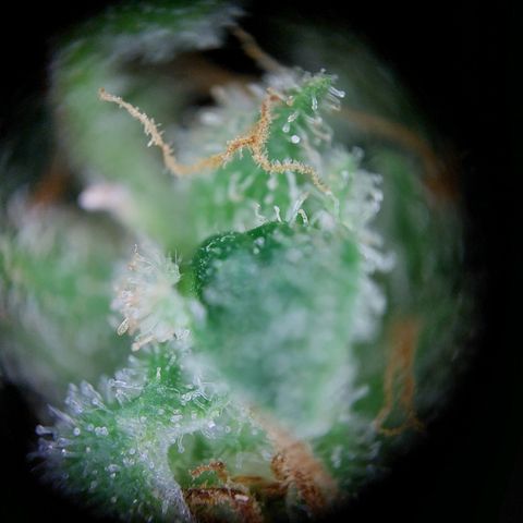 Elfriede growlog photo: Chop chop!
