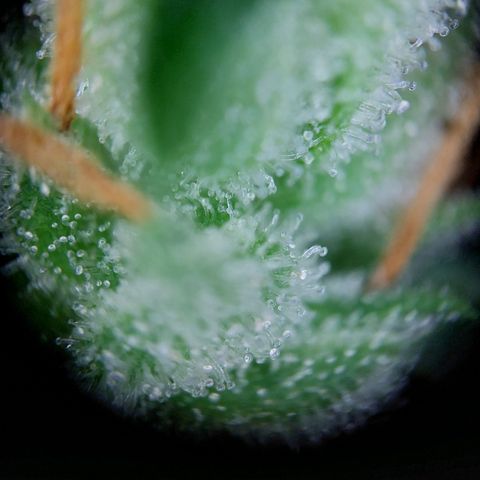 Wilma growlog timeline photo